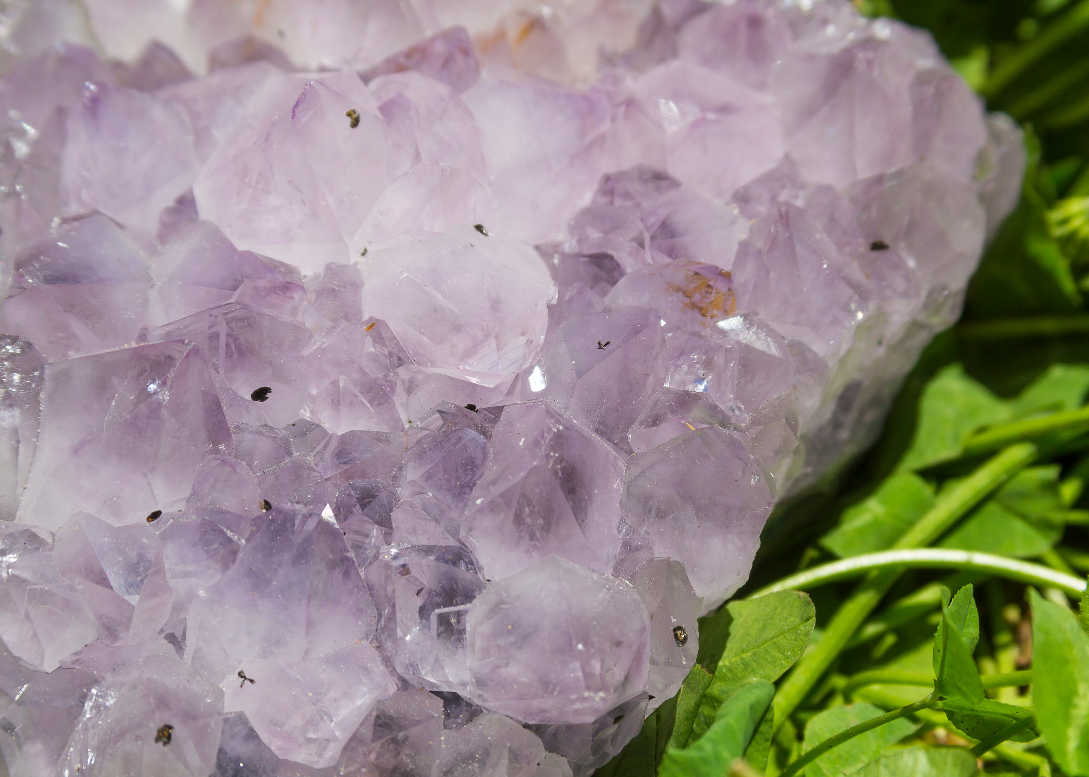 Large Amethyst Clusters